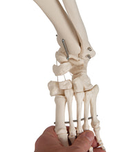 Physiological Human Skeleton Model Phil on Hanging Stand - 3B Smart Anatomy