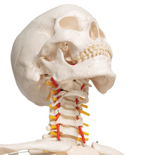 Flexible Human Skeleton Model Fred - 3B Smart Anatomy