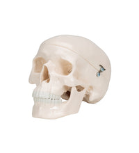 Mini Human Skull Model, 3-part (Skullcap, Base of Skull, Mandible) - 3B Smart Anatomy