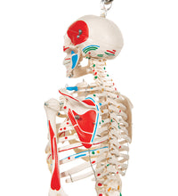 Mini Human Skeleton Shorty with Painted Muscles on Hanging Stand, Half Natural Size - 3B Smart Anatomy