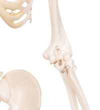 Mini Human Skeleton Model Shorty, Half Natural Size - 3B Smart Anatomy