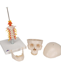 Human Skull Model on Cervical Spine, 4 part - 3B Smart Anatomy