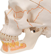Classic Human Skull Model with Opened Lower Jaw, 3 part - 3B Smart Anatomy