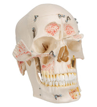 Deluxe Human Demonstration Dental Skull Model, 10 part - 3B Smart Anatomy