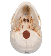 BONElike Human Bony Skull Model, 6 part - 3B Smart Anatomy
