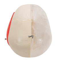 BONElike Human Skull Model, Half Transparent & Half Bony, 8 part - 3B Smart Anatomy