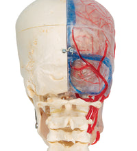 BONElike Human Skull Model, Half Transparent & Half Bony, Complete with Brain & Vertebrae - 3B Smart Anatomy