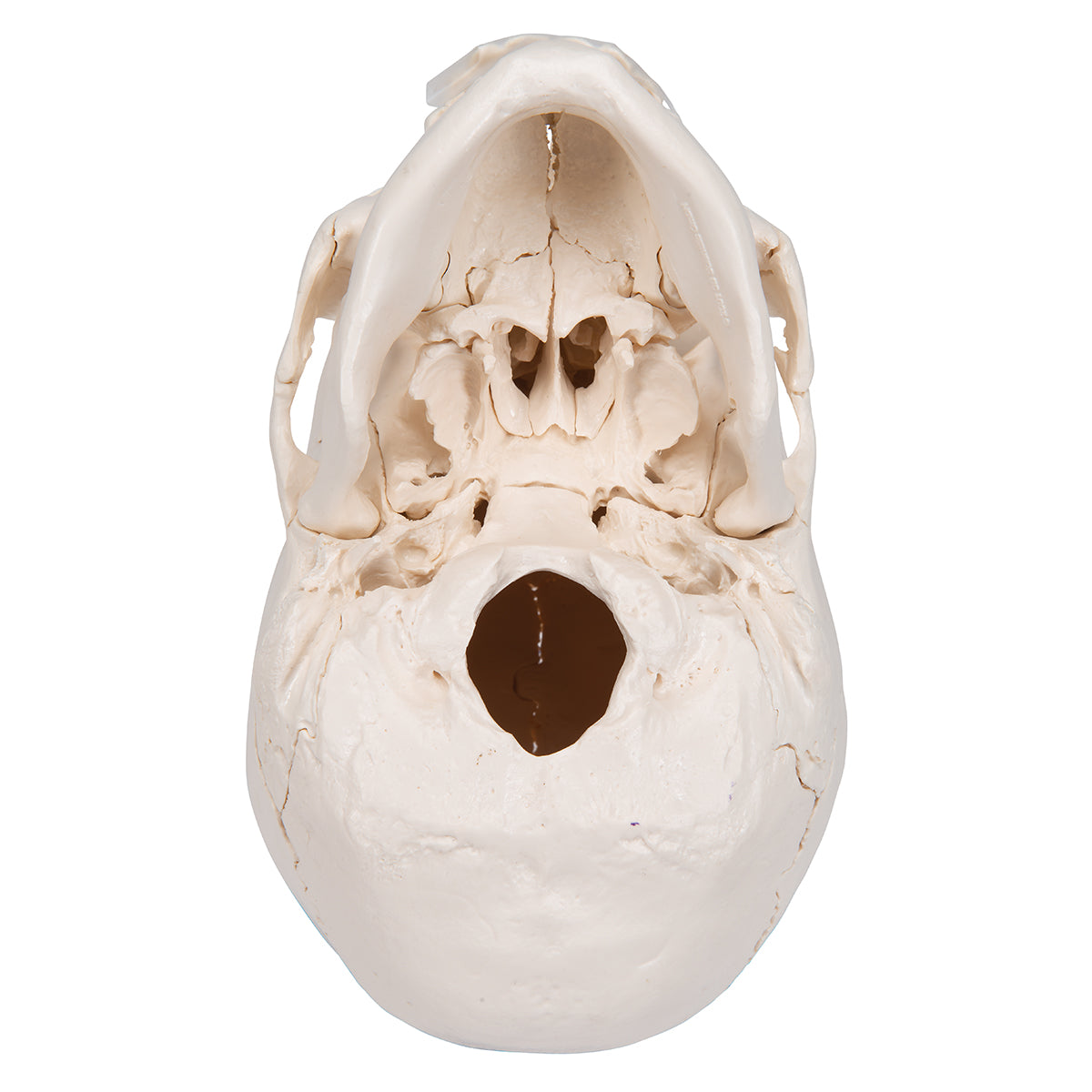 Beauchene Adult Human Skull Model, Bone Colored Version, 22 part - 3B Smart Anatomy