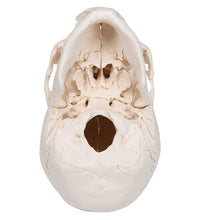 Beauchene Adult Human Skull Model, Bone Colored Version, 22 part - 3B Smart Anatomy