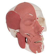 Human Skull with Facial Muscles - 3B Smart Anatomy