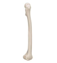 Human Femur - 3B Smart Anatomy