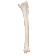 Human Tibia Model- 3B Smart Anatomy
