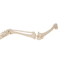 Human Skeleton of Leg with Foot, Wire Mounted - 3B Smart Anatomy