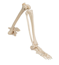 Human Leg Skeleton Model with Hip Bone - 3B Smart Anatomy
