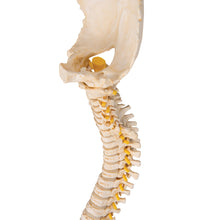BONElike Child's Vertebral Column Model - 3B Smart Anatomy