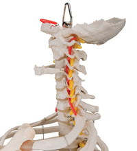 Classic Flexible Human Spine Model with Ribs & Femur Heads - 3B Smart Anatomy