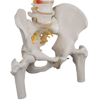 Classic Flexible Human Spine Model with Femur Heads - 3B Smart Anatomy