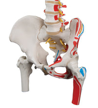 Classic Human Flexible Spine Model with Femur Heads & Painted Muscles - 3B Smart Anatomy