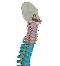 Didactic Flexible Human Spine Model - 3B Smart Anatomy