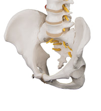 Highly Flexible Human Spine Model, Mounted on a Flexible Core - 3B Smart Anatomy