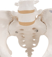 Human Pelvis Skeleton Model, Female with Movable Femur Heads - 3B Smart Anatomy