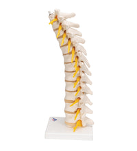 Thoracic Human Spinal Column Model - 3B Smart Anatomy