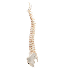BONElike Human Vertebral Column Model - 3B Smart Anatomy