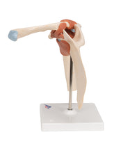 Deluxe Functional Human Shoulder Joint, Physiological Movable - 3B Smart Anatomy
