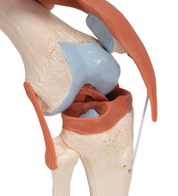 Functional Human Knee Joint Model with Ligaments & Marked Cartilage - 3B Smart Anatomy
