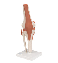Functional Human Knee Joint Model with Ligaments - 3B Smart Anatomy
