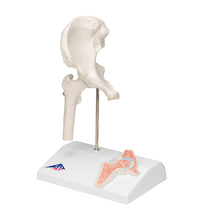Mini Human Hip Joint Model with Cross Section - 3B Smart Anatomy