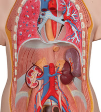 Classic Unisex Human Torso Model, 12 part - 3B Smart Anatomy