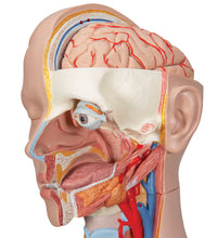 Classic Unisex Human Torso Model, 16 part - 3B Smart Anatomy