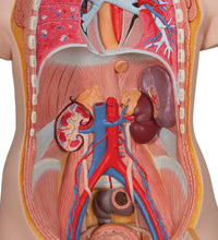 Classic Unisex Human Torso Model with Open Back, 21 part - 3B Smart Anatomy