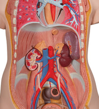 Classic Unisex Human Torso Model with Opened Neck and Back, 18 part - 3B Smart Anatomy