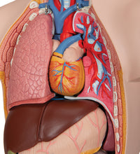 Mini Human Torso Model, 12 part - 3B Smart Anatomy