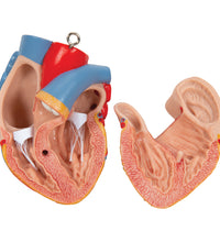 Deluxe Dual Sex Human Torso Model, 24 part - 3B Smart Anatomy