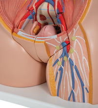 Deluxe Asian Dual Sex Human Torso Model, 18 part - 3B Smart Anatomy