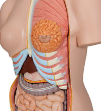 Deluxe Dual Sex Human Torso Model with Opened Back, 28 part - 3B Smart Anatomy