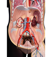 Deluxe Dual Sex Torso Model, 24 part, dark skin - 3B Smart Anatomy
