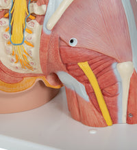 Deluxe Dual Sex Human Muscle Torso Model, 31 part - 3B Smart Anatomy