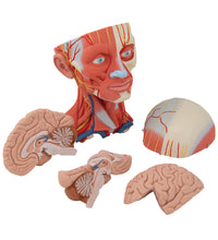 Head and Neck Musculature Model, 5 part - 3B Smart Anatomy