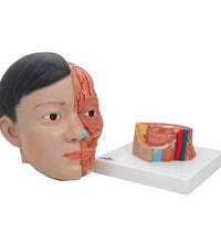 Asian Deluxe Head Model with Neck, 4 part - 3B Smart Anatomy