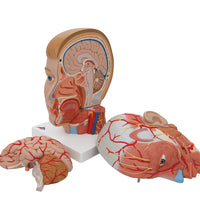 Human Head Model with Neck, 4 part - 3B Smart Anatomy