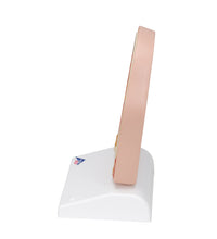 Model of Frontal Section of Human Head (paranasal sinuses) - 3B Smart Anatomy