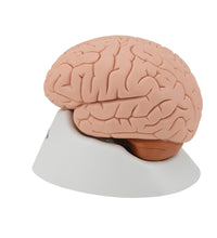 Human Brain Model, 4 part - 3B Smart Anatomy