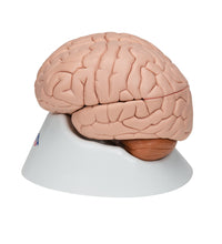 Human Brain Model, 8 part - 3B Smart Anatomy