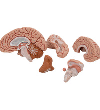Classic Human Brain Model, 5 part - 3B Smart Anatomy