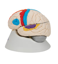 Human Neuro-Anatomical Brain Model, 8 part - 3B Smart Anatomy