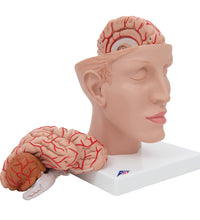 Human Brain Model with Arteries on Base of Head, 8 part - 3B Smart Anatomy